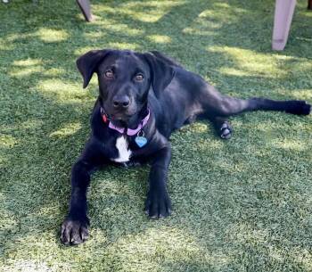 Happy -  Labrador Retriever Dog for Adoption in Fort Worth, Texas - Happy | PetCurious