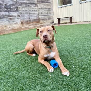 Perrito -  American Staffordshire Terrier and Mixed Breed Dog for Adoption in Houston, Texas - Perrito | PetCurious