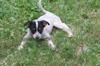 Spot -  Cattle Dog Dog for Adoption in Aurora, Illinois - Spot | PetCurious