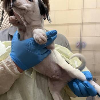 Foxtrot (Army Brats) -  Pointer and Mixed Breed Dog Available for Adoption in TIMBERCRK CYN, Texas - Foxtrot (Army Brats) | PetCurious