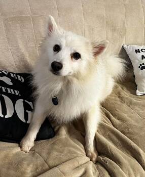 Ghost Malone -  American Eskimo Dog Dog for Adoption in Cedar Rapids, Iowa - Ghost Malone | PetCurious
