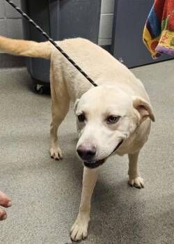 TACOMA -  Labrador Retriever and Mixed Breed Dog for Adoption - TACOMA | PetCurious