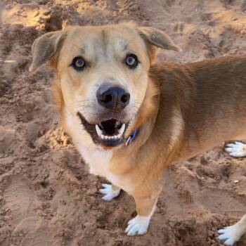 Labrador Retriever and Cattle Dog Dogs Available for Adoption - Newhart | PetCurious