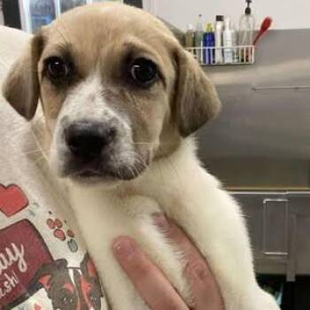 Mixed Breed Dogs Available for Adoption - Mercyweaver | PetCurious