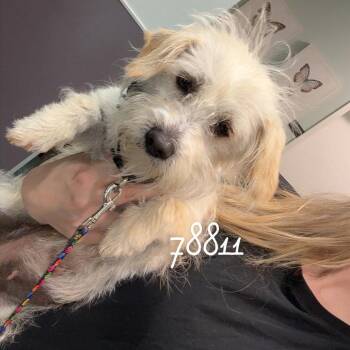 Dachshund and Terrier Dogs Available for Adoption in Chico, California - CANDY LAND | PetCurious