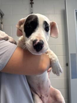 Quincy -  Terrier Dog for Adoption in Hilton Head Island, South Carolina - Quincy | PetCurious