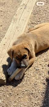 Mixed Breed Dogs Available for Adoption in Littleton, Colorado - Tonka | PetCurious