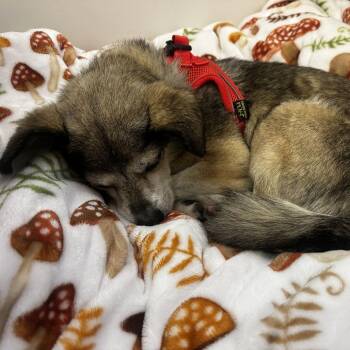 Strudel 14153 -  Terrier Dog for Adoption in San Francisco, California - Strudel 14153 | PetCurious