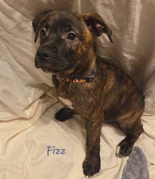 Rescue Mixed Breed Dogs for Adoption in Taycheedah, Wisconsin - Fizz | PetCurious