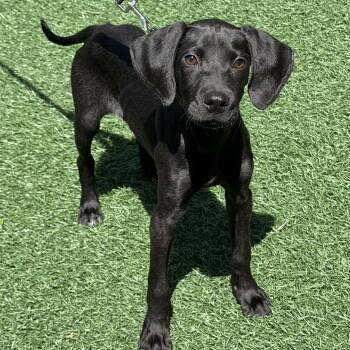 Cricket -  Hound Dog for Adoption in Libertyville, Illinois - Cricket | PetCurious