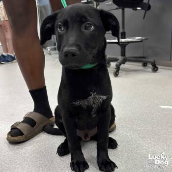 Van -  Labrador Retriever Dog for Adoption in Washington, District Of Columbia - Van | PetCurious