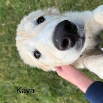Great Pyrenees Dogs Available for Adoption in Madison, Wisconsin - Kaya | PetCurious