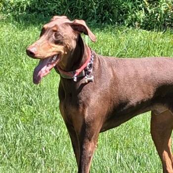7946 Tyson -  Doberman Pinscher Dog for Adoption in Sandown, New Hampshire - 7946 Tyson | PetCurious