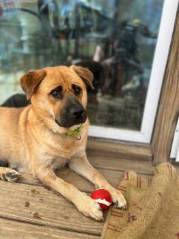 Rescue Chow Chow Dogs for Adoption in Manchester, Connecticut - ELLA | PetCurious