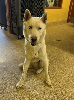 GHOST -  Siberian Husky Dog Available for Adoption in Blythe, California - GHOST | PetCurious