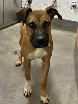 DALLAS -  Boxer and Mixed Breed Dog for Adoption - DALLAS | PetCurious