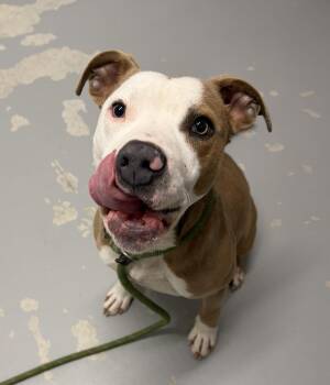 Terrier Dogs Available for Adoption - Dipper | PetCurious