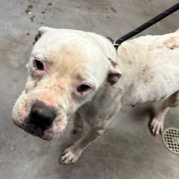 Pit Bull Terrier and Boxer Dogs Available for Adoption in Yuma, Arizona - Paulette | PetCurious