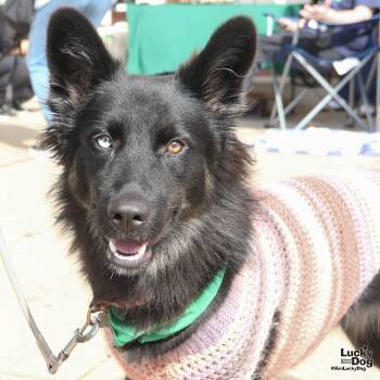 Rescue Shetland Sheepdog Sheltie and Australian Shepherd Dogs for Adoption in Washington, District Of Columbia - Solia | PetCurious