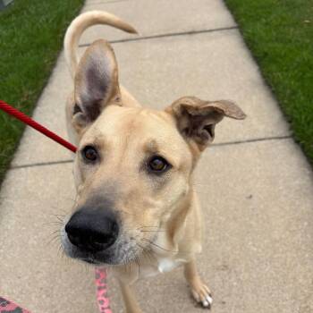 Rex -  Mixed Breed Dog for Adoption in Walker, Michigan - Rex | PetCurious