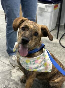 Karly -  Terrier Dog for Adoption in Aurora, Illinois - Karly | PetCurious