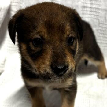 Eloise -  Labrador Retriever and Australian Shepherd Dog for Adoption in Liverpool, Texas - Eloise | PetCurious