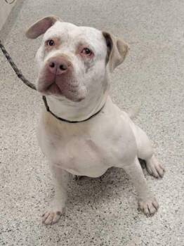 Nova -  Pit Bull Terrier and Mixed Breed Dog for Adoption in Kansas City, Missouri - Nova | PetCurious