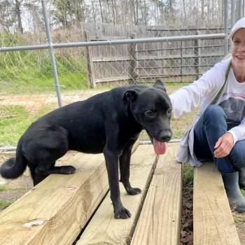 Vera Fang -  Retriever and Mixed Breed Dog for Adoption in Lake Jackson, Texas - Vera Fang | PetCurious