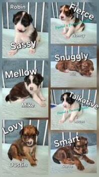 The Stranger Thing Litter -  Border Collie and Australian Cattle Dog Blue Heeler Dog for Adoption in Corsicana, Texas - The Stranger Thing Litter | PetCurious
