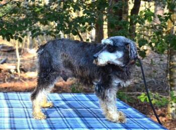 Schnauzer Dogs Available for Adoption - Sammy | PetCurious
