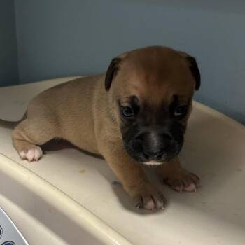 Mixed Breed Dogs Available for Adoption in Chattanooga, Tennessee - Sanji | PetCurious