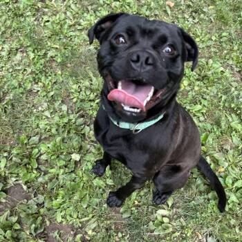 Knight -  Pug and Pit Bull Terrier Dog for Adoption in White Oak, Pennsylvania - Knight | PetCurious