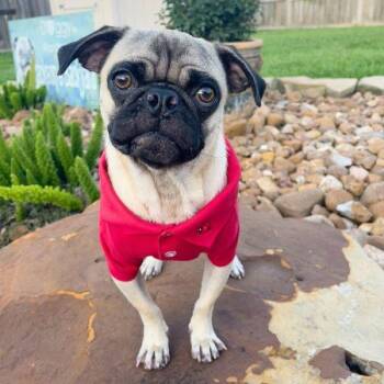 Rescue Pug Dogs for Adoption in Alvin, Texas - Elmer | PetCurious