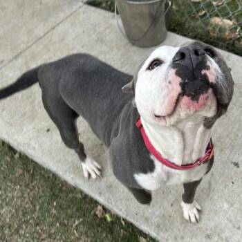 Rescue Pit Bull Terrier Dogs for Adoption in The Colony, Texas - Saffron | PetCurious