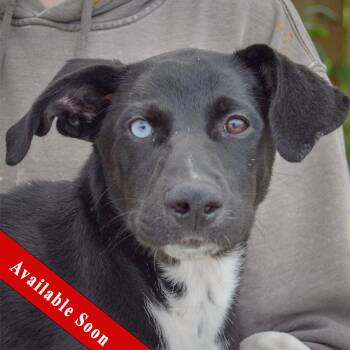 Tostito -  Husky and Black Labrador Retriever Dog for Adoption in Huntley, Illinois - Tostito | PetCurious