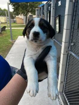 Australian Cattle Dog Blue Heeler and Labrador Retriever Dogs Available for Adoption in Corpus Christi, Texas - ROOTBEER | PetCurious