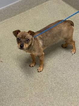 Chihuahua and Mixed Breed Dogs Available for Adoption in Las Vegas, Nevada - ZOEY | PetCurious