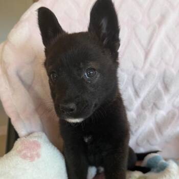Labrador Retriever Dogs Available for Adoption in Kanab, Utah - Turbo | PetCurious