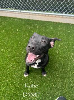 Katie -  Mixed Breed Dog for Adoption in Clarksville, Tennessee - Katie | PetCurious