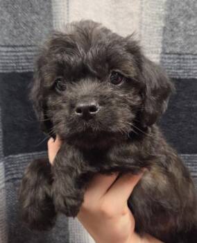 Ava -  Cavalier King Charles Spaniel and Pug Dog for Adoption in Malvern, Pennsylvania - Ava | PetCurious