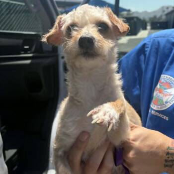 Terrier and Mixed Breed Dogs Available for Adoption in Chino Hills, California - Emmy - Chino Hills Location | PetCurious