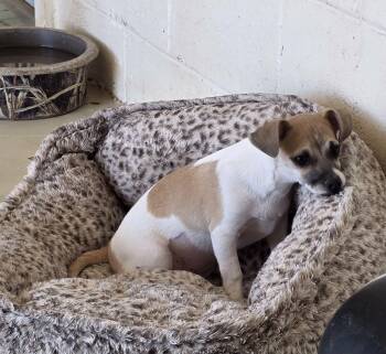 Chihuahua Dogs Available for Adoption - Boo Boo | PetCurious