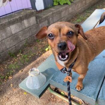 Atalanta -  Chihuahua and Dachshund Dog for Adoption in Madison, Wisconsin - Atalanta | PetCurious