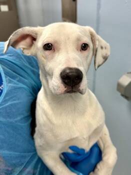 Mixed Breed Dogs Available for Adoption in Wichita, Kansas - Terminator 2: Judgement Day | PetCurious