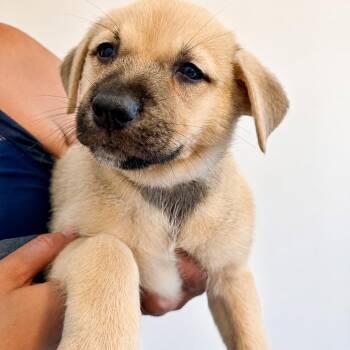 Winnie the Pooh -  Belgian Shepherd Malinois and Black Mouth Cur Dog for Adoption in New Orleans, Louisiana - Winnie The Pooh | PetCurious
