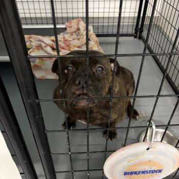 Myah -  Terrier and Mixed Breed Dog for Adoption in St. Louis, Missouri - Myah | PetCurious