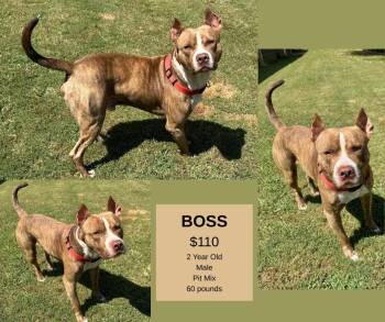Rescue Pit Bull Terrier Dogs for Adoption in Decatur, Alabama - Boss | PetCurious