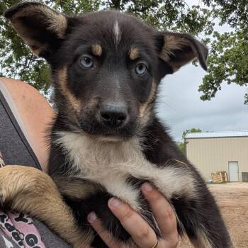 Husky and Cattle Dog Dogs Available for Adoption - Dawn | PetCurious