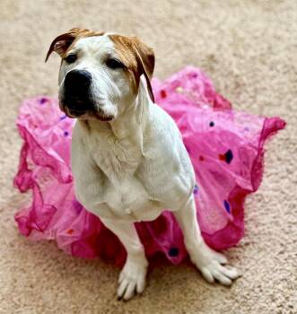 American Bulldog and Mixed Breed Dogs Available for Adoption - Steph | PetCurious