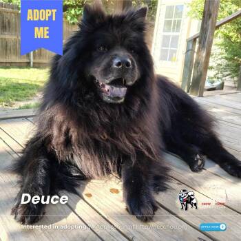 Rescue Chow Chow Dogs for Adoption in Houston, Texas - Deuce | PetCurious